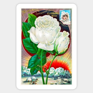 Rose Seed Catalogue Sticker